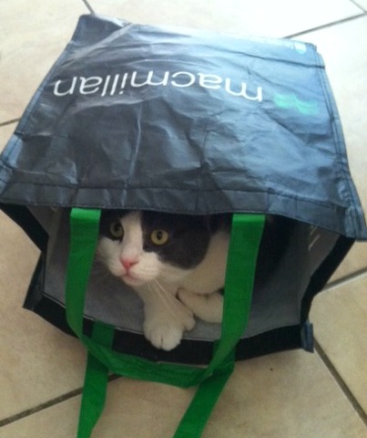 a cat in a bag