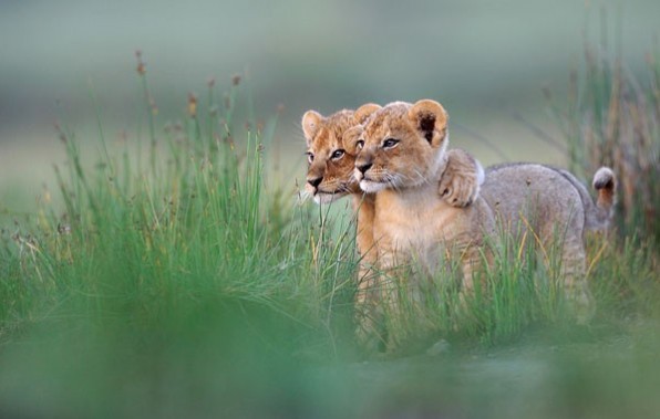 lion buddies