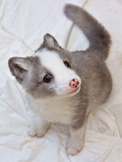 arctic cutie