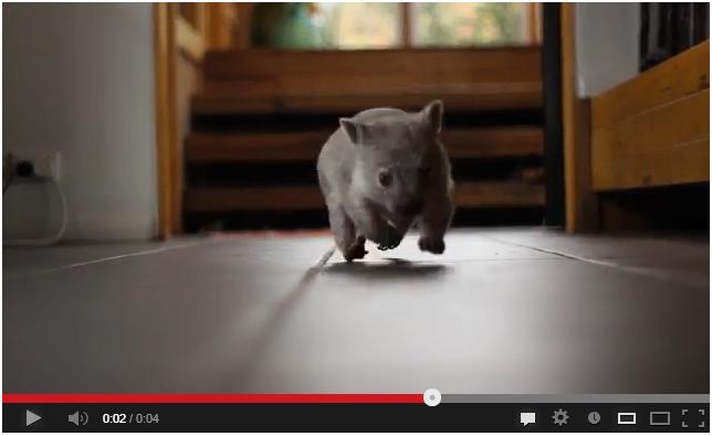 wombat video