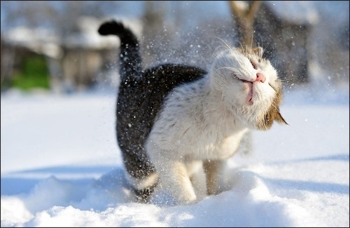 cat in snow shaking