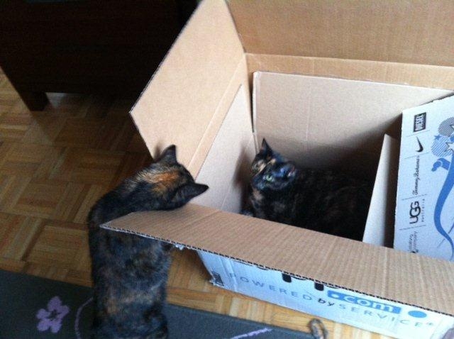 cats packing