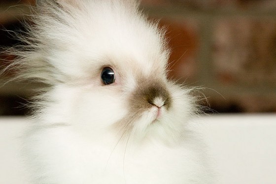 Monday fluffy bunny 