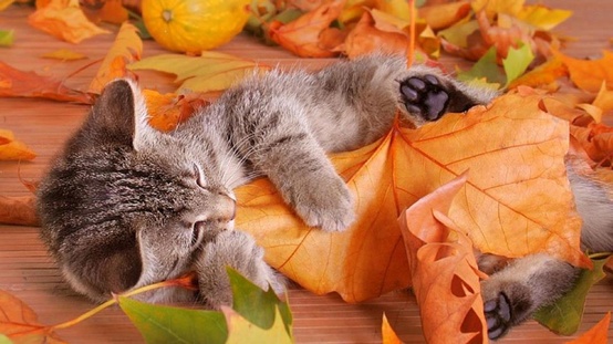 fall kitty