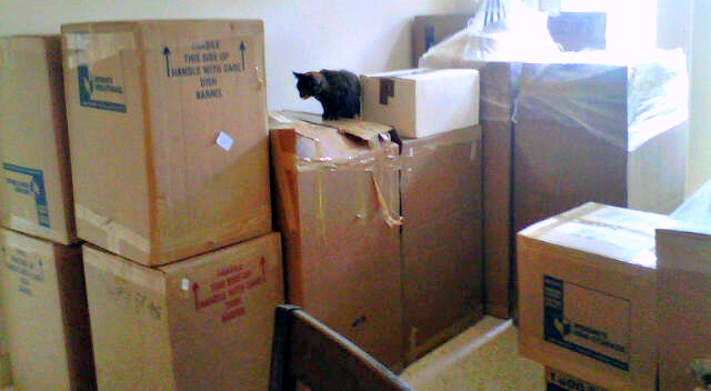 cat and boxes