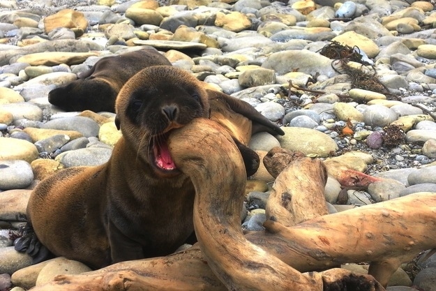 seal pup chewing wood